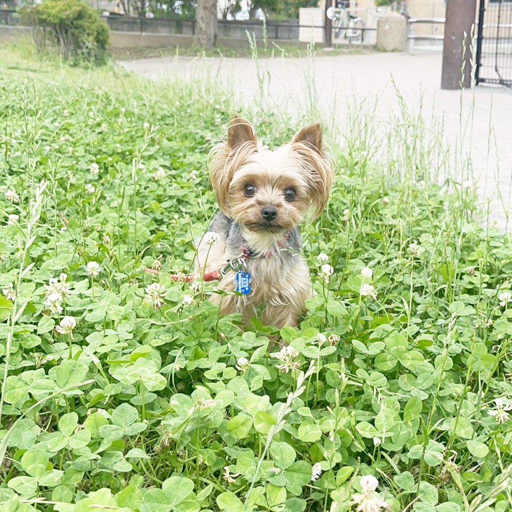 卒業犬あんなちゃんの近況♪